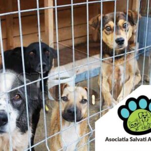 Donati pentru animalele fara stapan - Asociatia Salvati Animalele