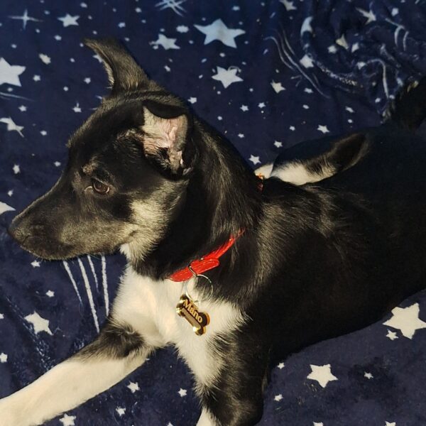 Medalion gravat pentru animale - cu donatie pentru Asociatia Salvati Animalele - imagine 29